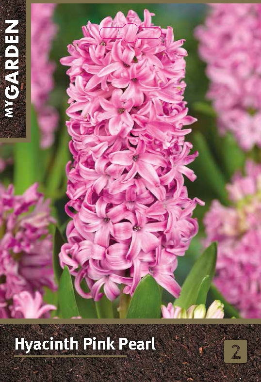 Гиацинт садовый Пинк Пёрл